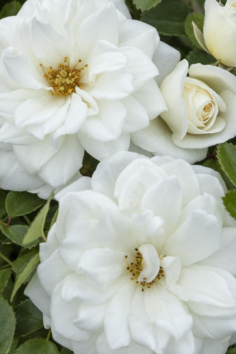 Grace N' Grit™ White Shrub Rose