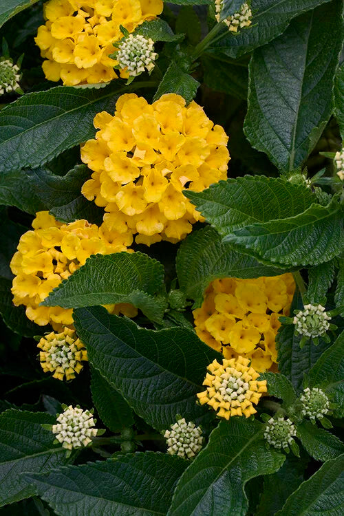 Fiesta™ Piña Lantana