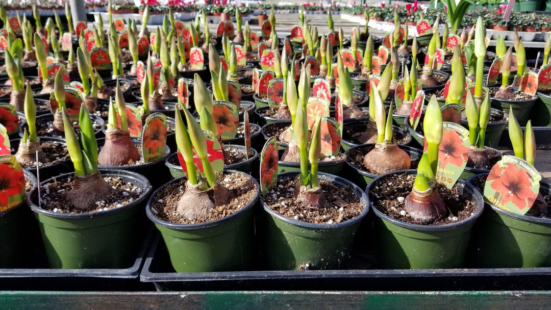 6" AMARYLLIS DOUBLE