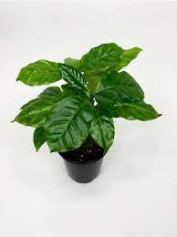 COFFEE PLANT