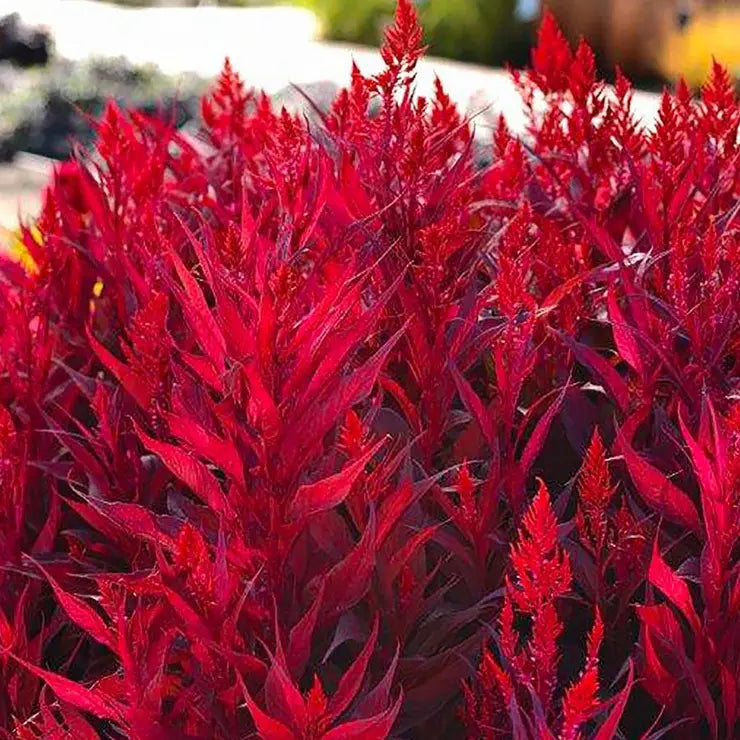 Celosia Dragon's Breath LOCALLY GROWN