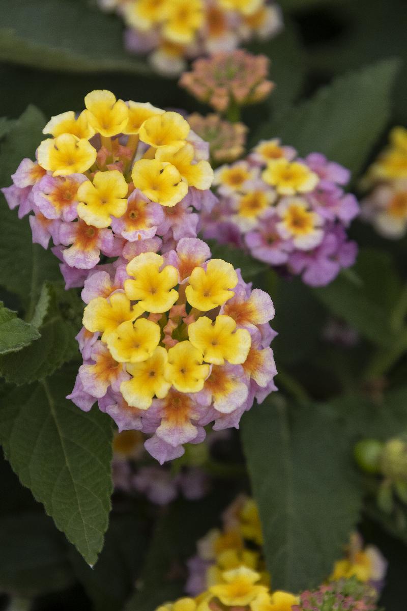 Mary Ann Lantana