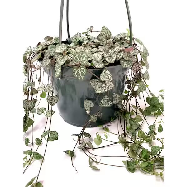 String of Hearts