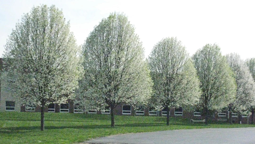 Cleveland Pear