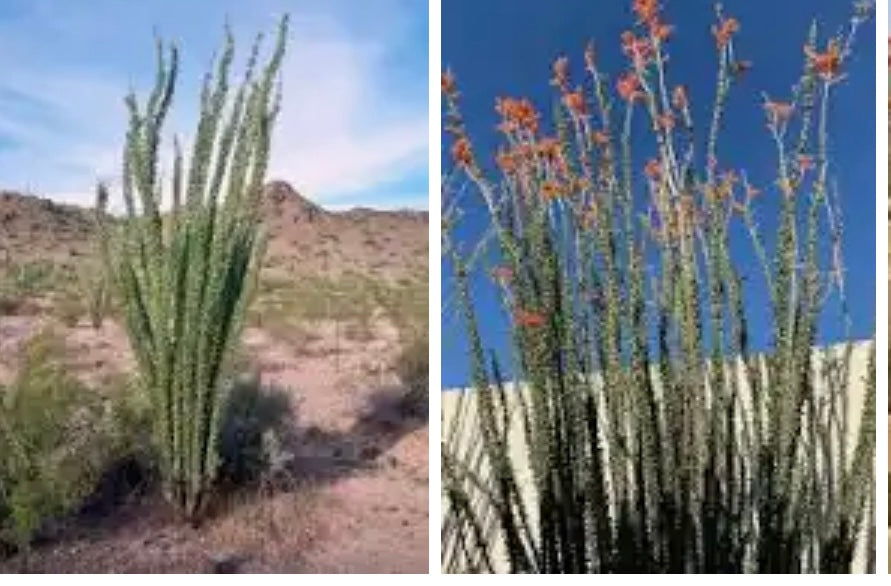 Ocotillo