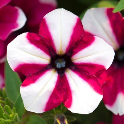 Petunia Mini Shortcake Raspberry NEW 2025