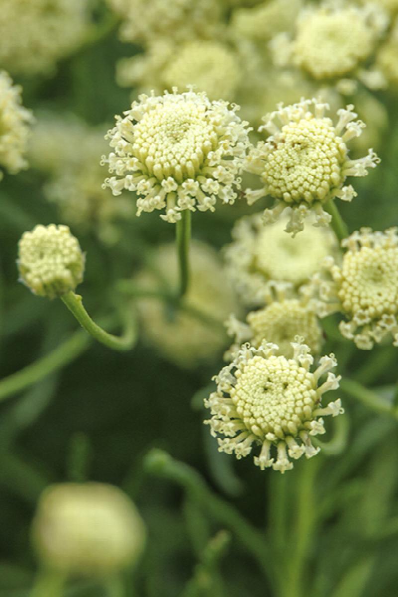 Green Lavender Cotton