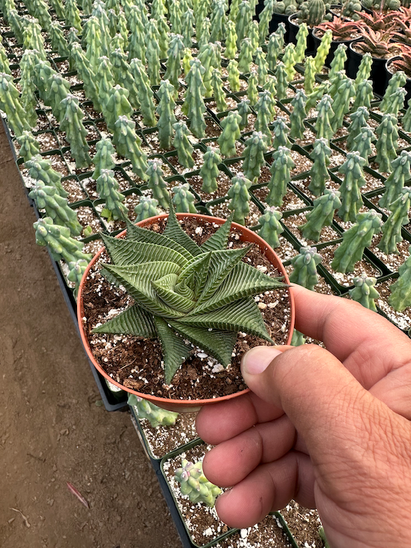 haworthia limifolia succulent Haworthia Twist COLLECTOR PLANT