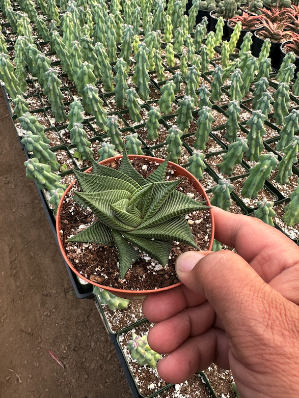 Haworthia Twist COLLECTOR PLANT