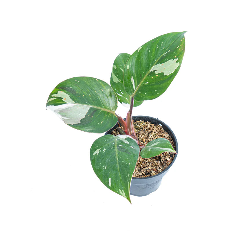 Philodendron White Knight