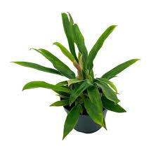 philodendron narrow flowers Philodendron Narrow