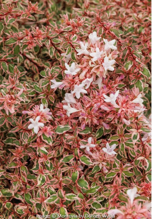 Angel's Blush® Abelia