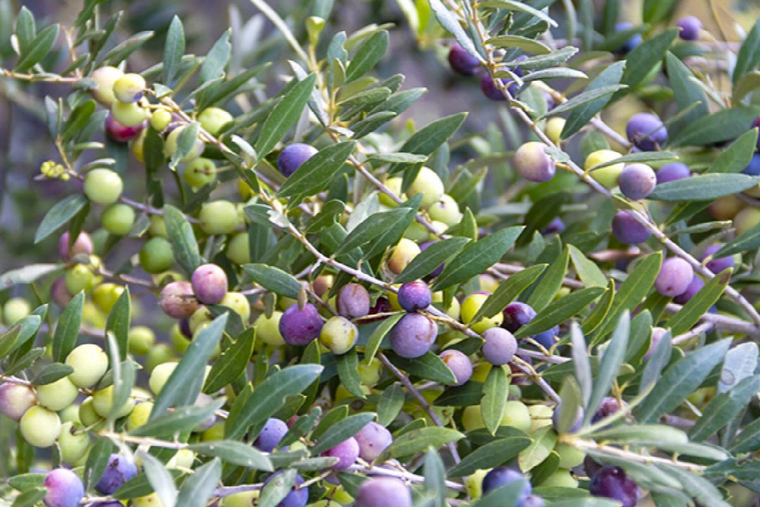 Arbequina Fruiting Olive
