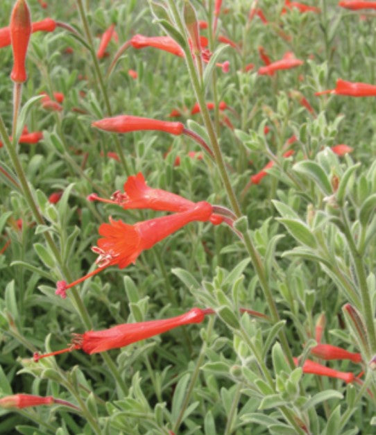 Acanthus Flame