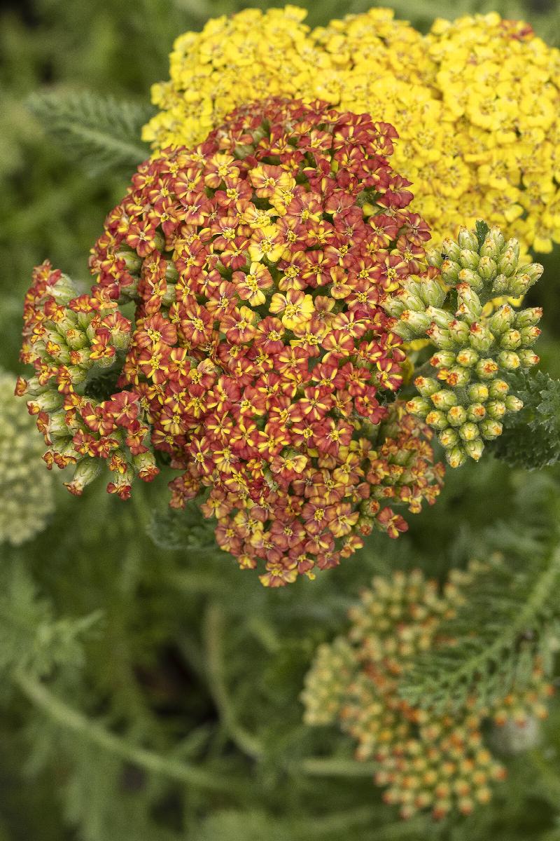 Desert Eve™ Terracotta Yarrow