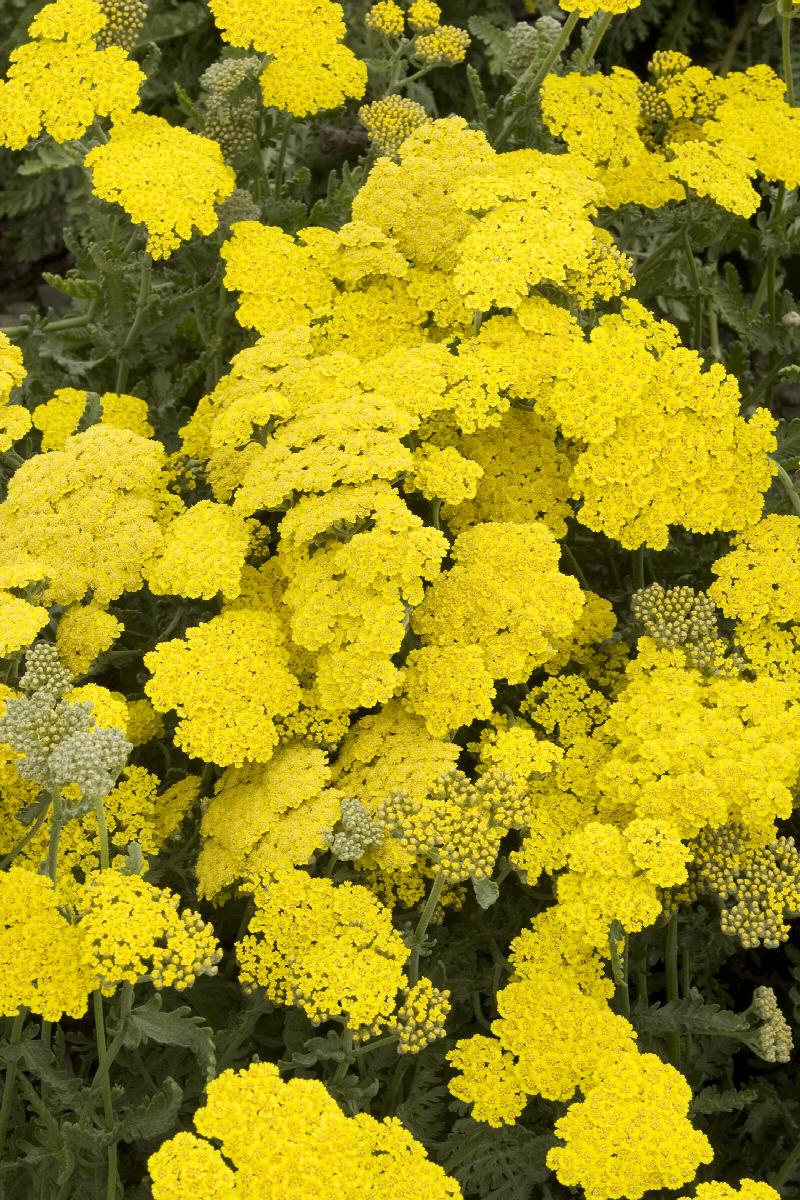 Moonshine Yarrow