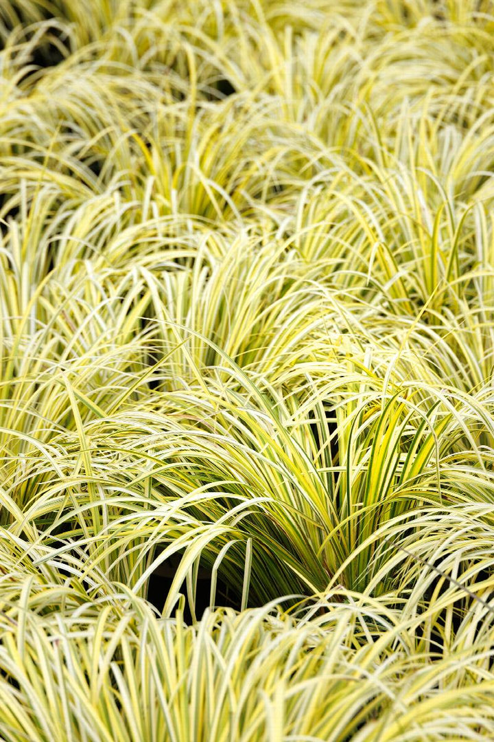 Golden Variegated Sweet Flag