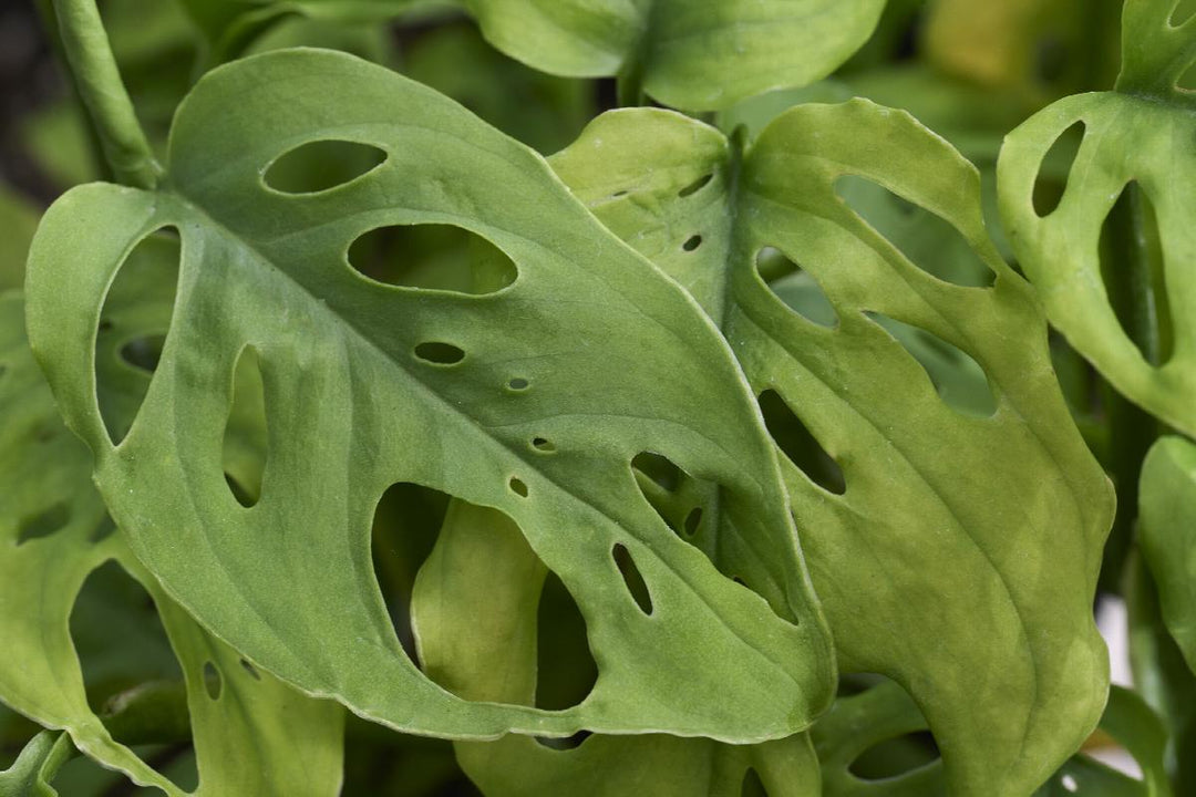 Monstera Adansonii