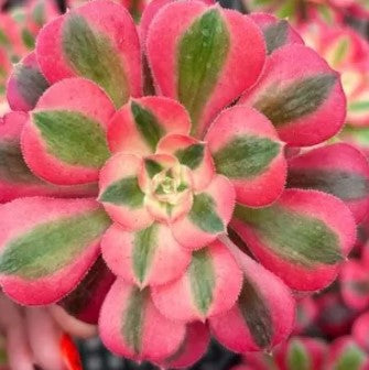 Aeonium Pink Witch Default Title
