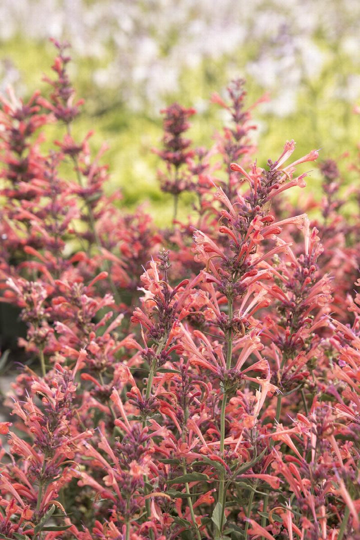 Kudos  Agastache