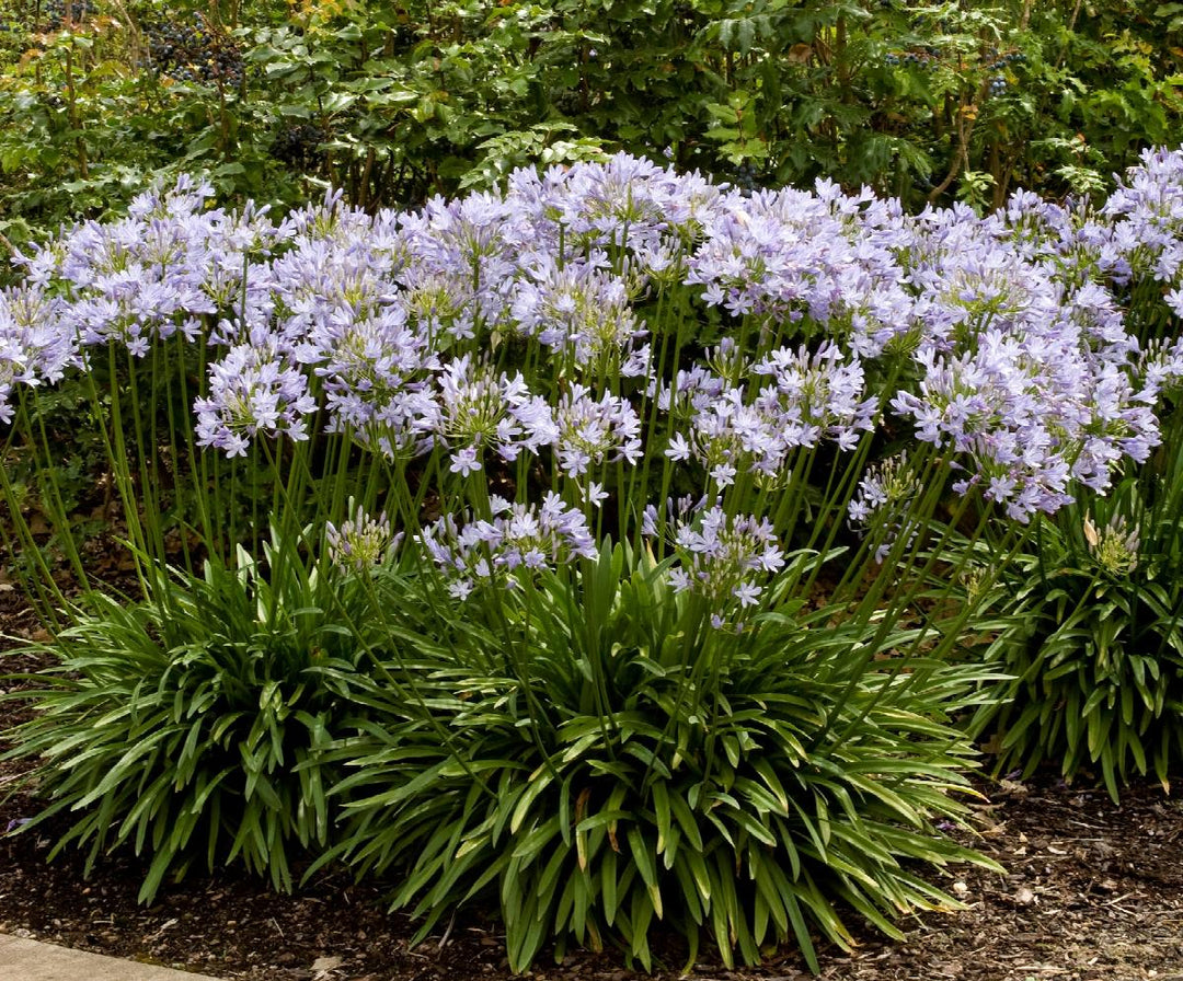 Agapanthus