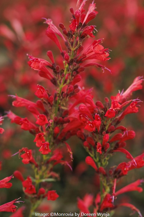 Kudos  Agastache