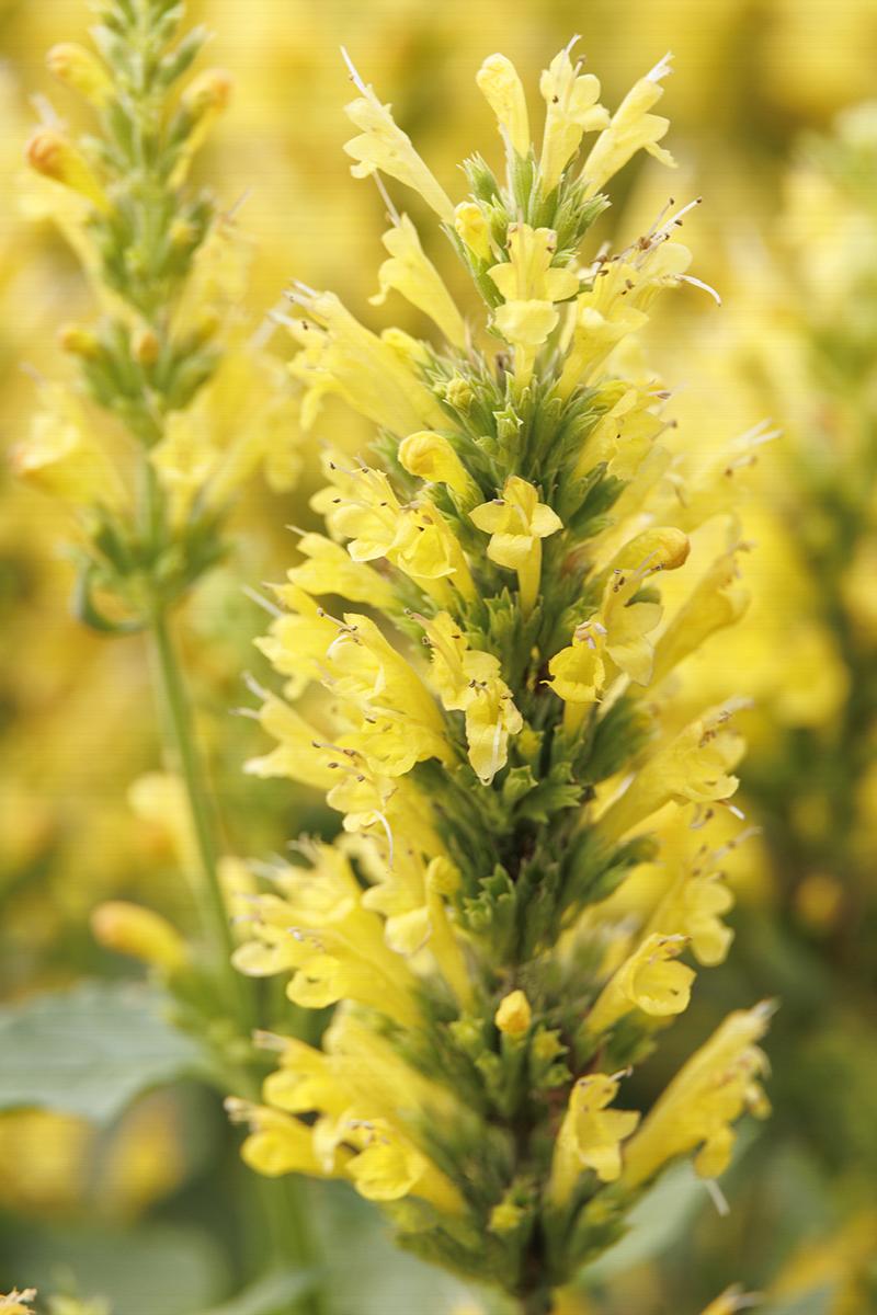 Poquito™ Butter Yellow Dwarf Agastache