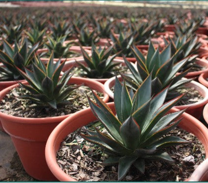 Agave Blue Glow