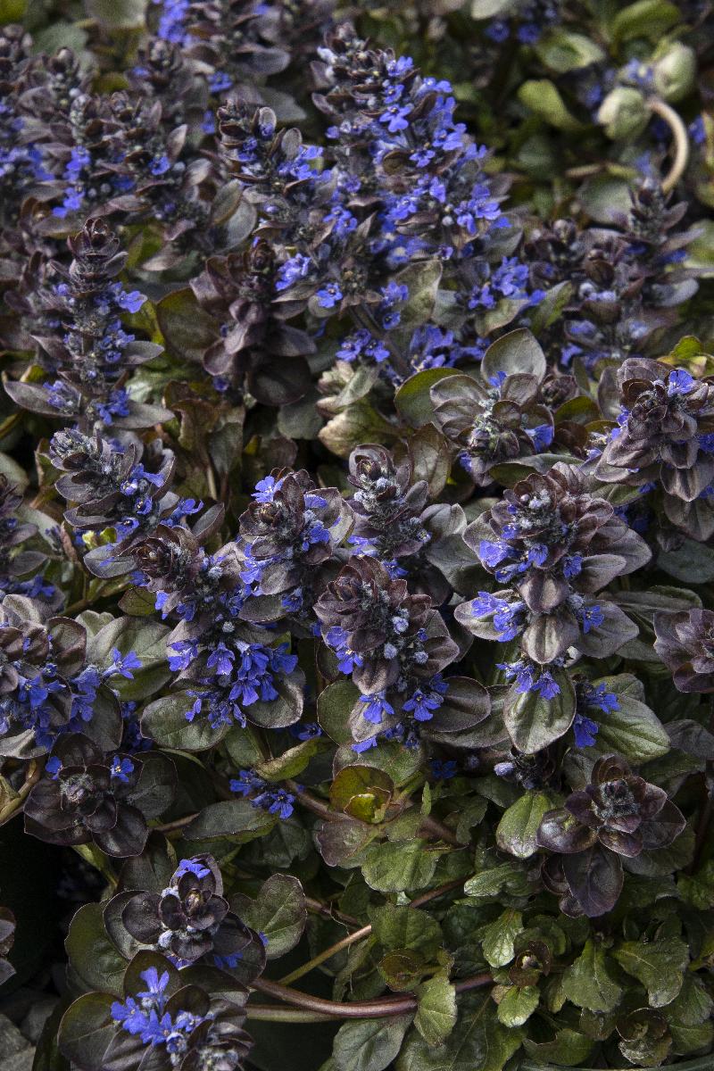 ajuga herbicide Catlin's Giant Ajuga