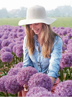 Allium 'Globemaster'