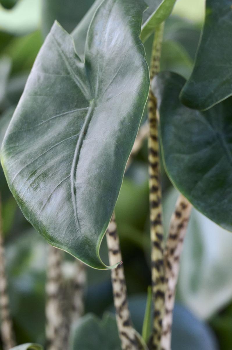 6" ALOCASIA ZEBRINA
