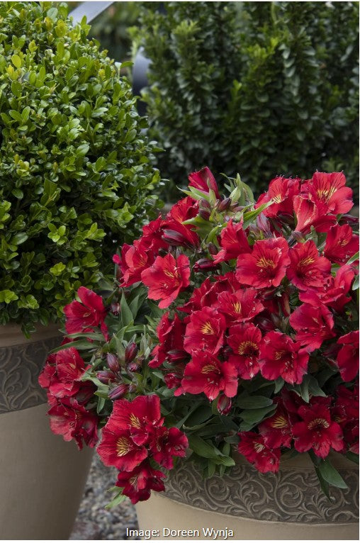 Colorita 'Kate' Peruvian Lily
