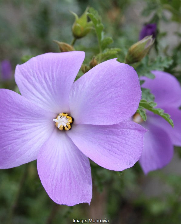 Santa Cruz Lilac Hibiscus