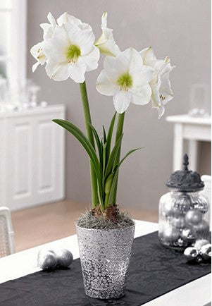 Amaryllis Galaxy 'Christmas Gift'