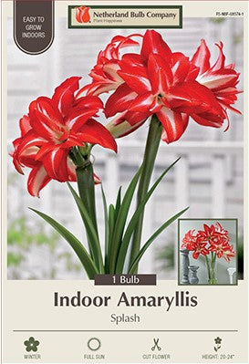 Amaryllis Double Galaxy 'Splash'