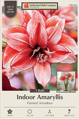 Amaryllis 'Flamed Amadeus'