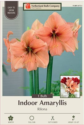 Amaryllis Galaxy 'Rilona'