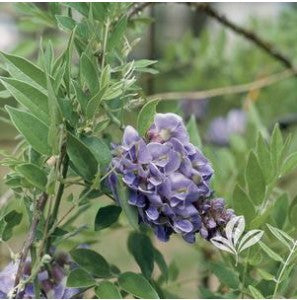 Amethyst Falls American Wisteria