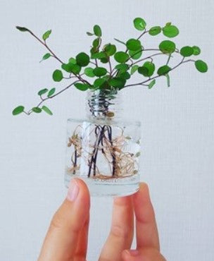 Angel Vine Mini