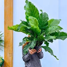 Anthurium Jungle Bush