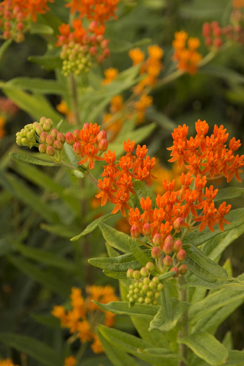 Gay Butterflies Milkweed