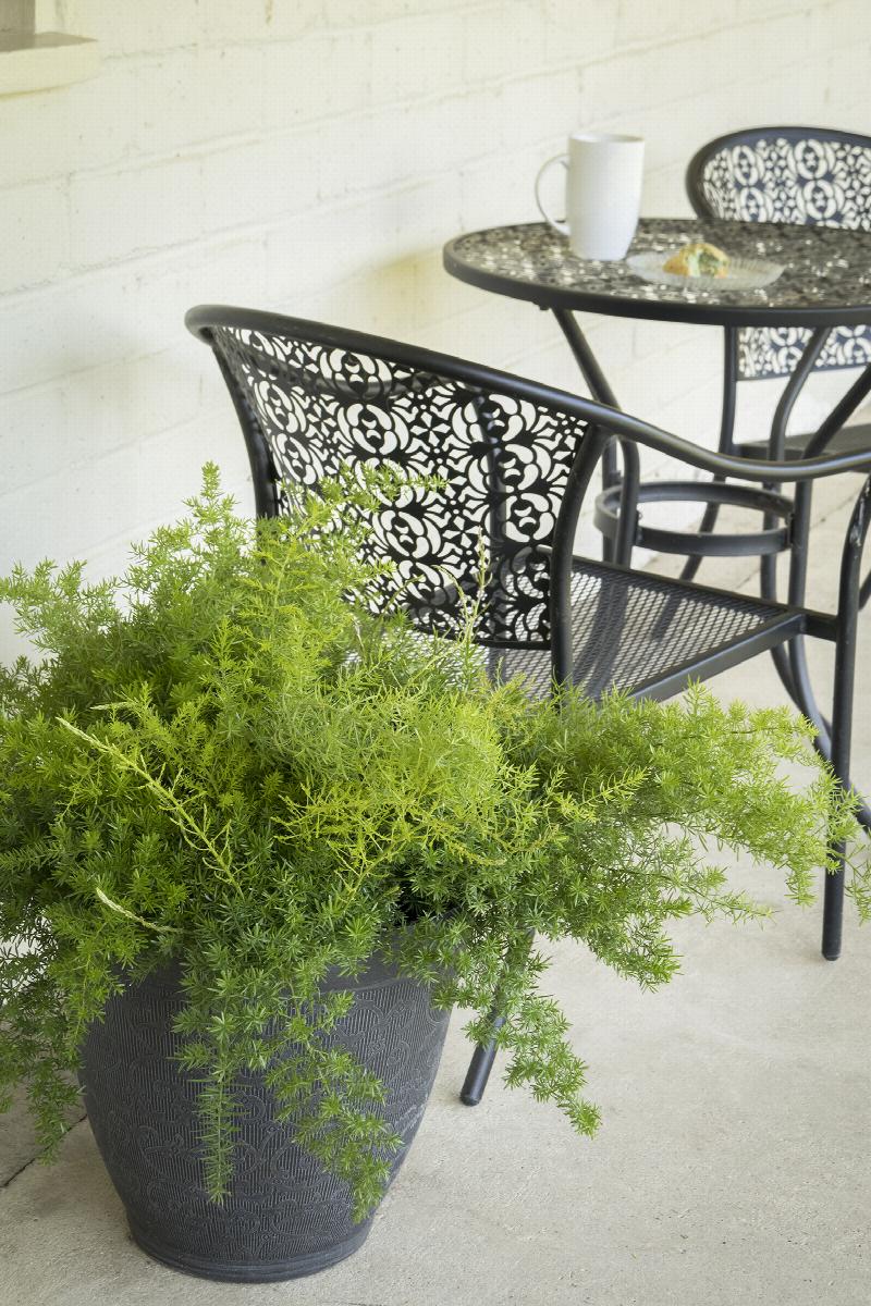 Asparagus Fern