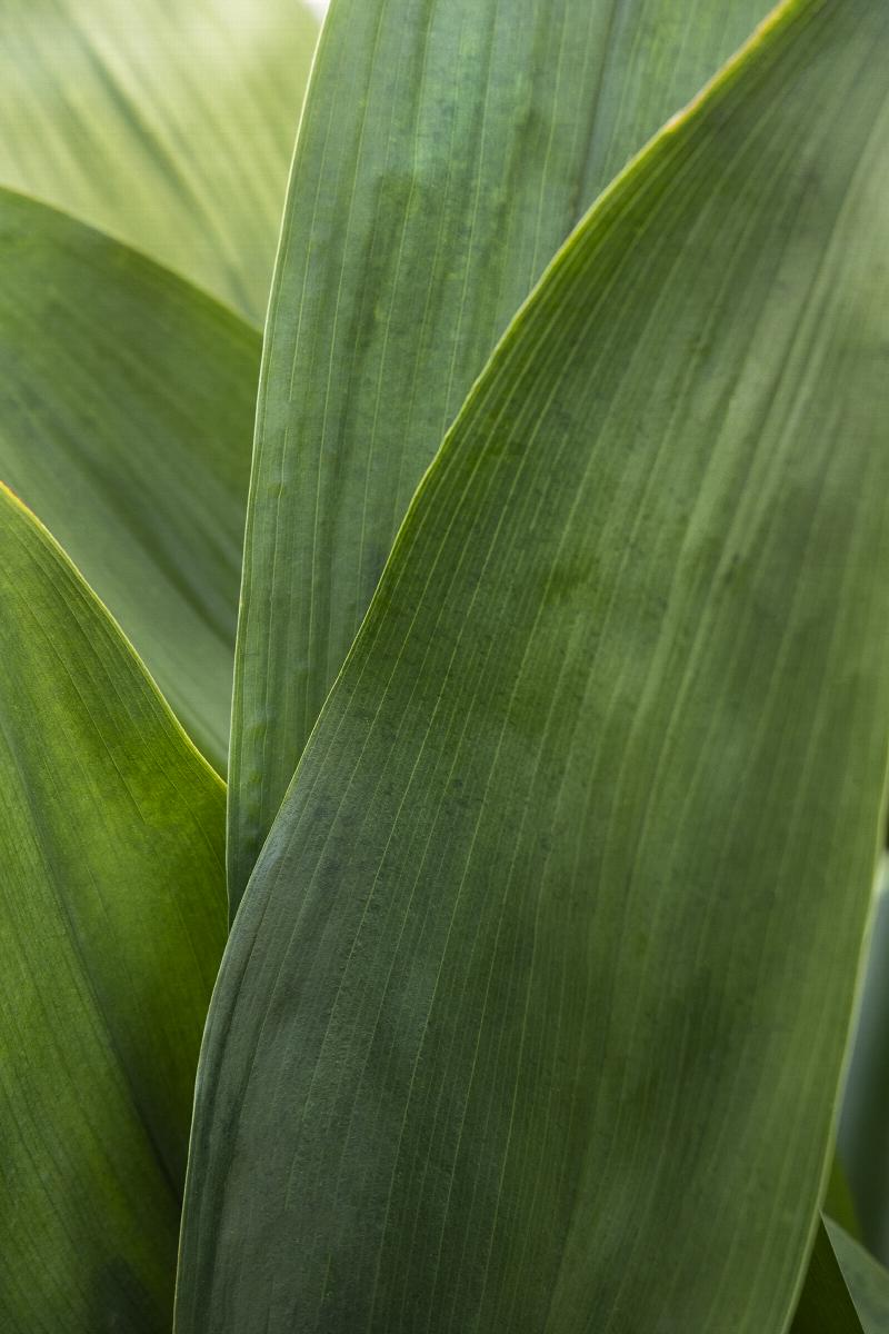 Cast Iron Plant