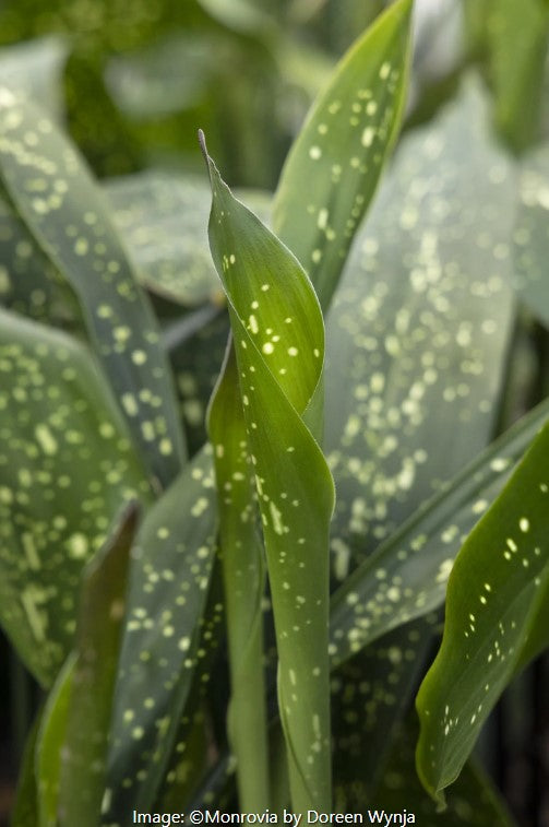 Spek-tacular Cast Iron Plant