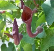 Aristolochia, Dutchman's Pipe vine