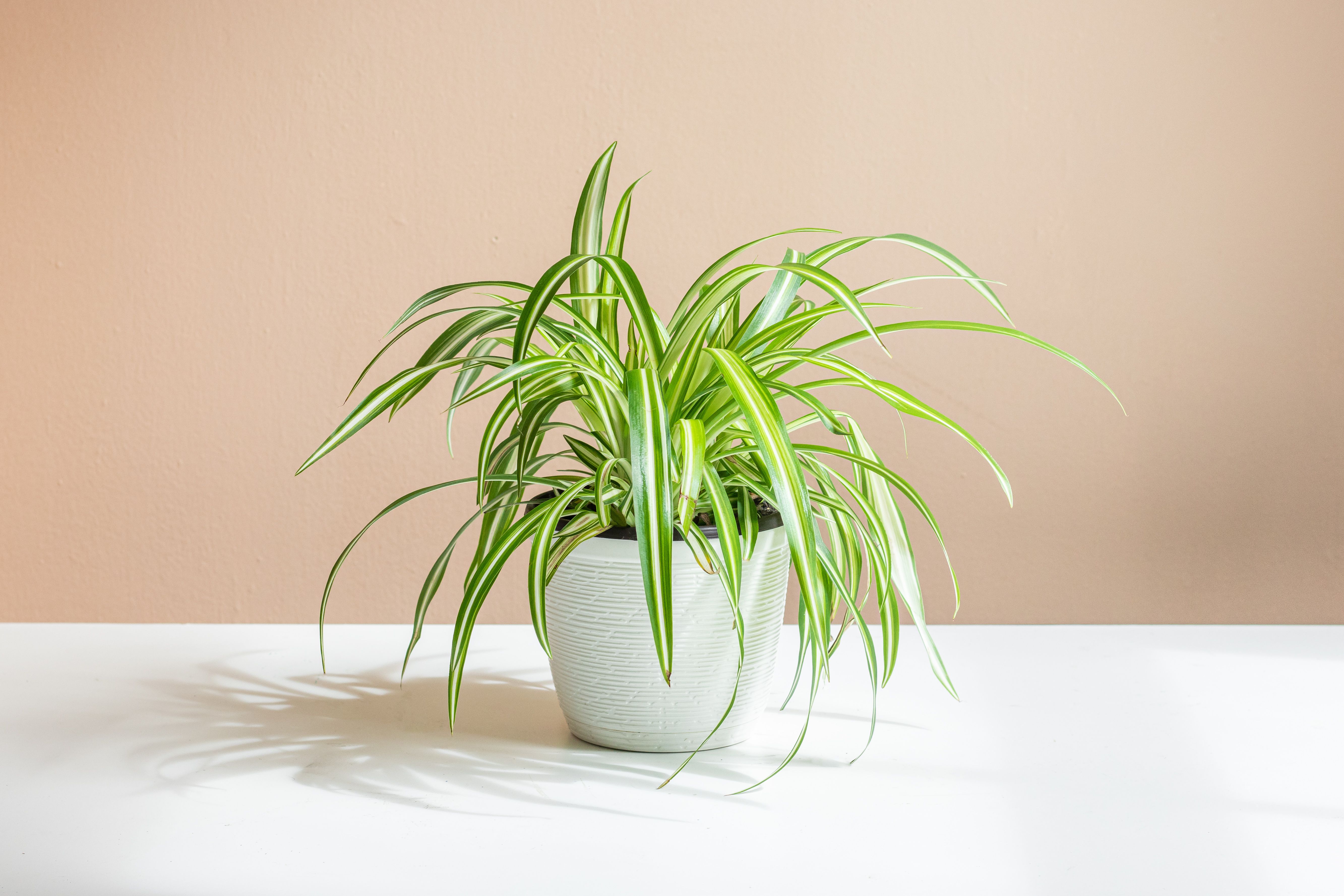 spiderless spider plant Spider Plant Asst Varieties