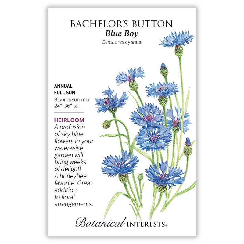Bachelor's Button Blue Boy