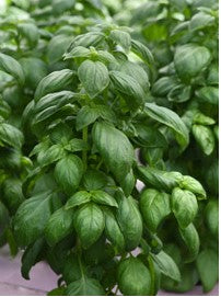 Chef Jeff's Basil Everleaf Towers