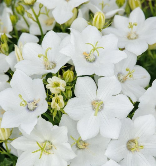 Campanula Bellflower
