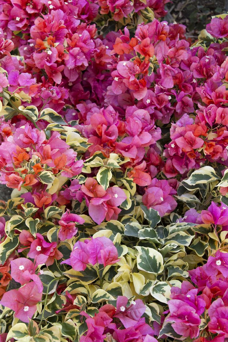 Bengal Orange Bougainvillea